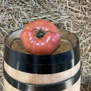 Ullastrell pink tomato