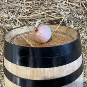 Figueres onion