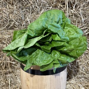 Lettuce